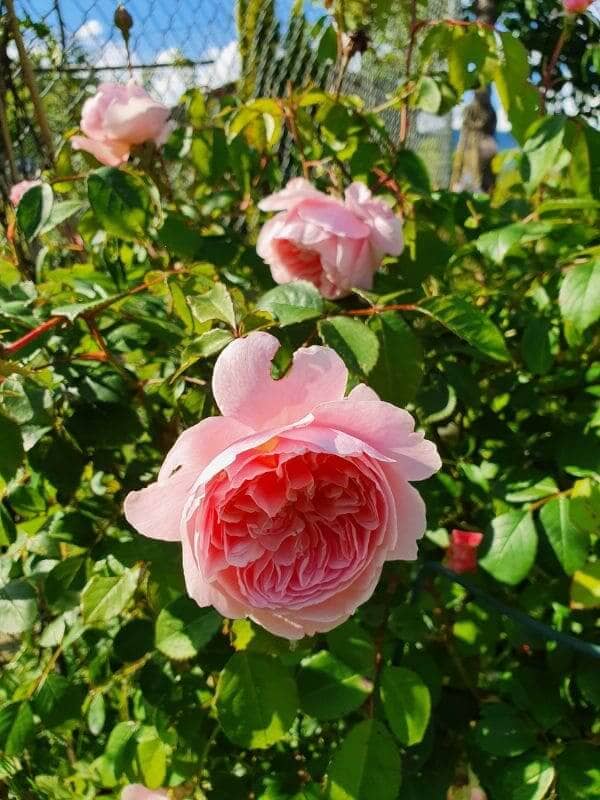 englische Rose