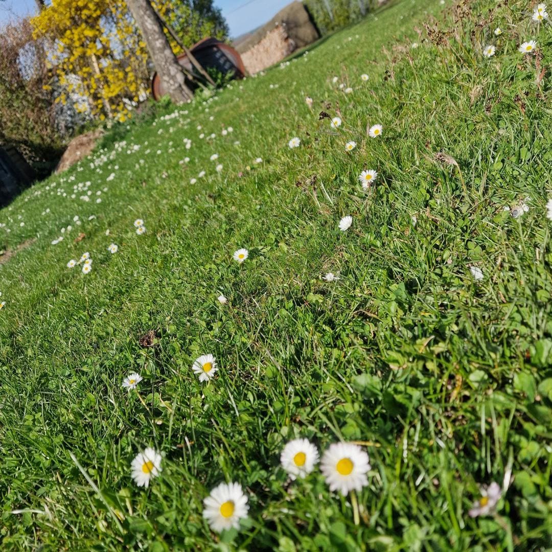 Gänseblümchen
