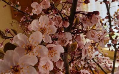 12 von 12 im April 2025 – Frühling genießen