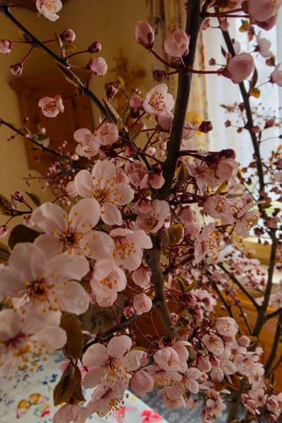 12 von 12 im April 2025 – Frühling genießen