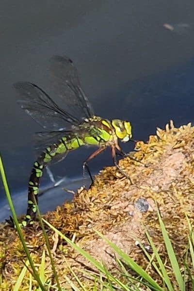 Libelle